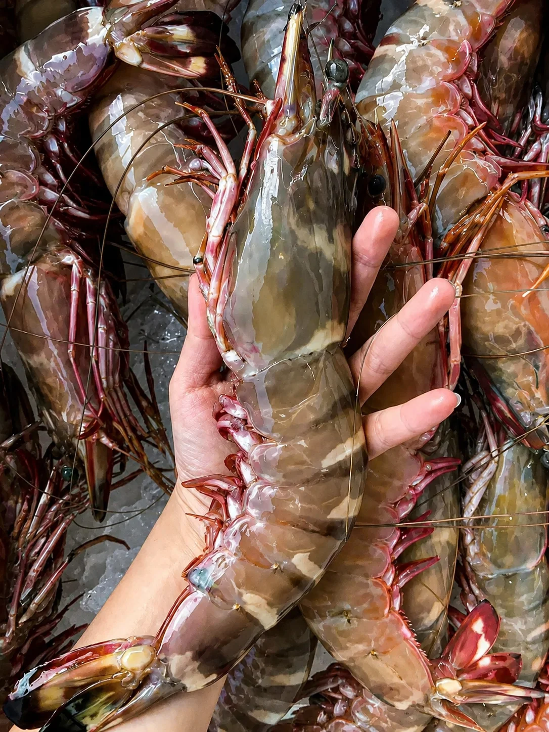Fresh King Tiger Prawns in Singapore